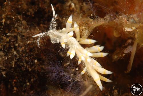 Herviella claror from Sangeang Island, Indonesia