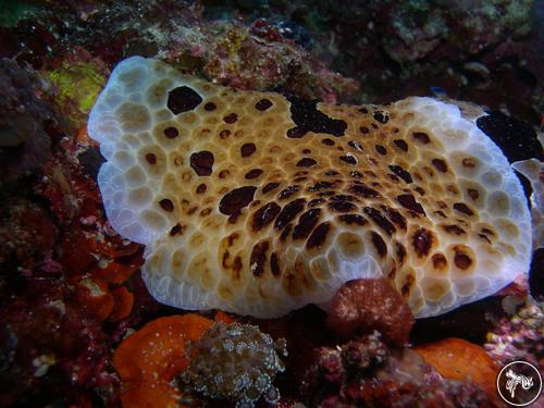 Pleurobranchus grandis from Philippines