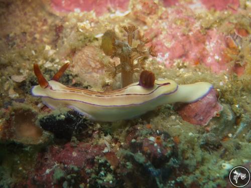 Hypselodoris emma from Philippines