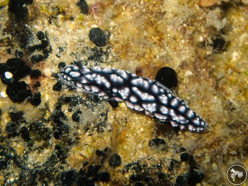 Phyllidiella pustulosa from Philippines