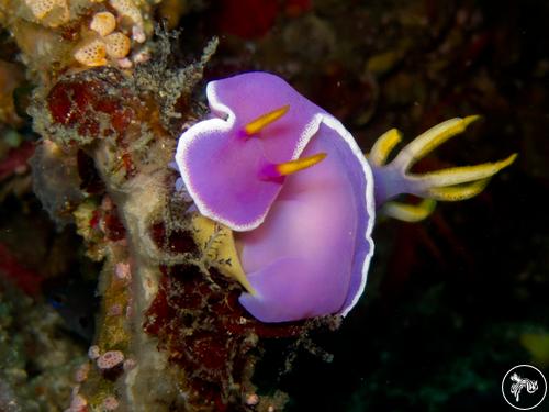 Hypselodoris apolegma from Philippines