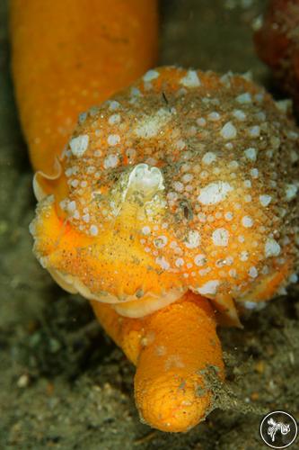 Armina maculata from Arrábida Natural Park, Portugal