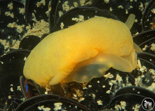 Berthellina edwardsii from Riviera del Coner, Italy