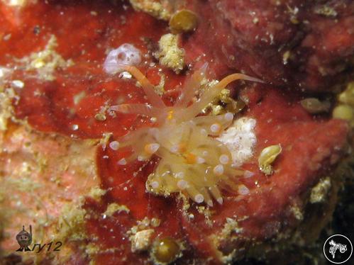 Facelina rhodopos from Watamu, Kenya