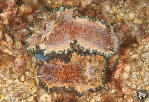 Ardeadoris pullata from Anilao, Philippines