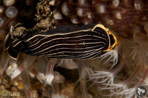 Armina comta from Anilao, Philippines