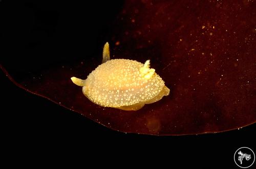 Acanthodoris pilosa from Denmark