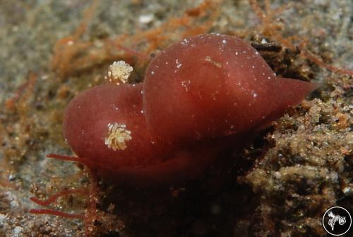 Hallaxa iju from Sangeang Island, Indonesia