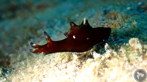 Aplysia nigrocincta from Romblon, Philippines