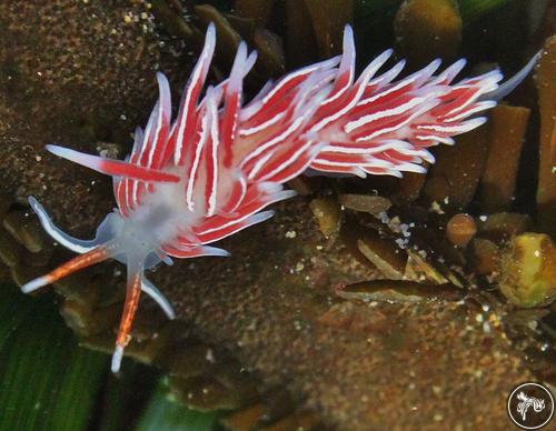 Tenellia columbiana from USA