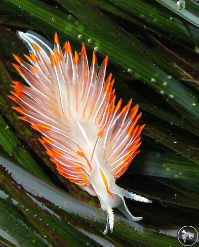 Hermissenda crassicornis from USA