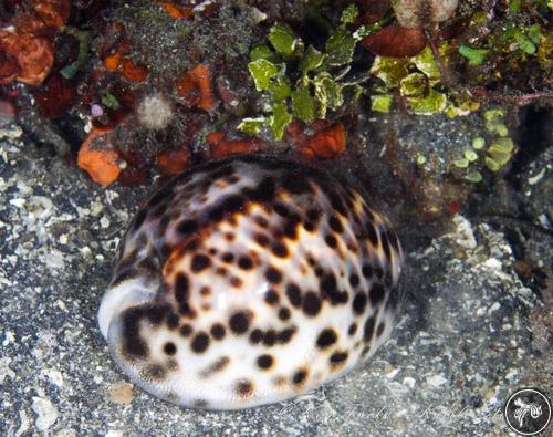 Cypraea tigris from Lembeh, Indonesia