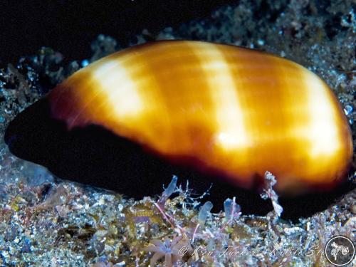 Cypraea talpa from Lembeh, Indonesia