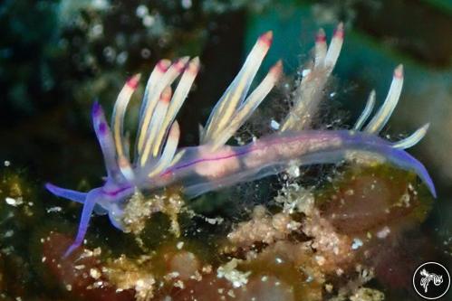 Coryphellina pannae from Romblon, Philippines