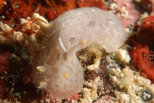 Discodoris coerulescens from Komodo, Indonesia