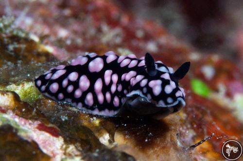 Phyllidiella pustulosa from USA