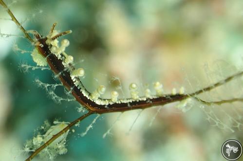 Eubranchus putnami from Romblon, Philippines