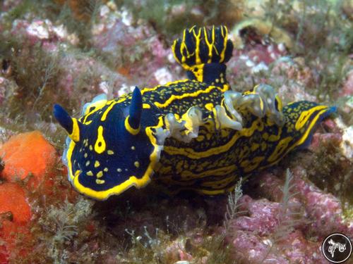 Hypselodoris picta from Portugal