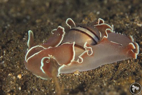 Hydatina zonata from Subic Bay, Philippines