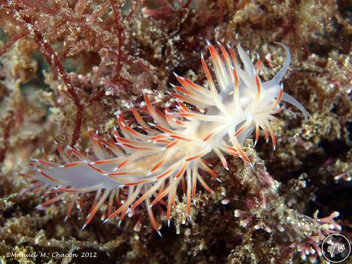 Flabellina baetica from Spain, Spain