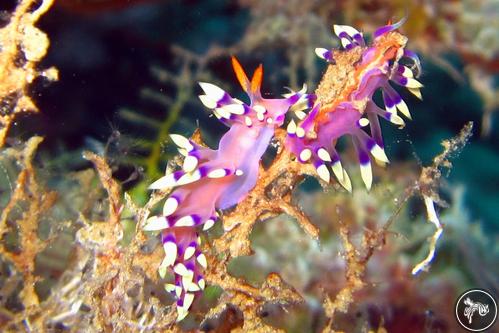 Coryphellina exoptata from Romblon, Philippines