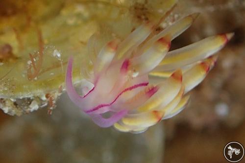 Coryphellina sp. from Romblon, Philippines