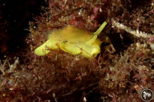 Tylodina corticalis from Panama