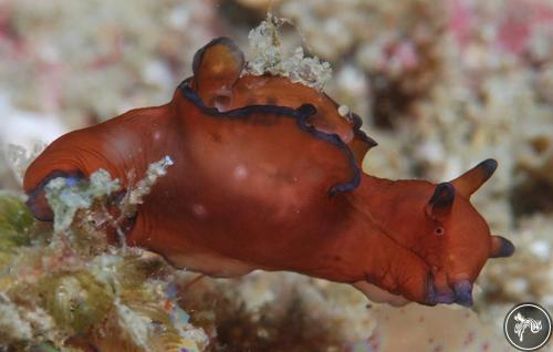 Aplysia parvula from Mozambique