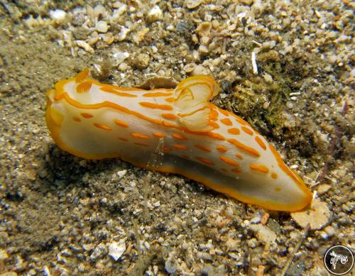 Gymnodoris striata from Romblon, Philippines