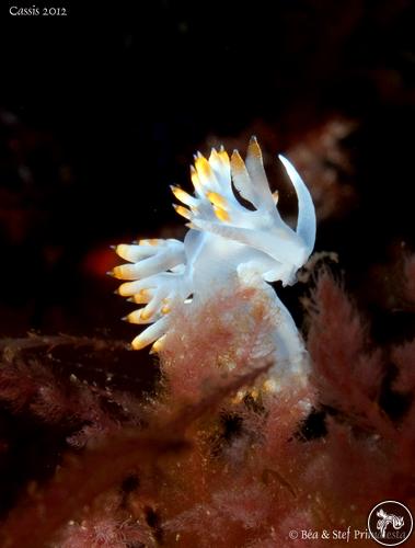 Flabellina babai from France