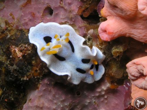 Chromodoris dianae from Philippines