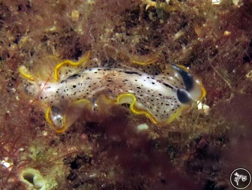 Prostheceraeus moseley from Porto Venere, Italy