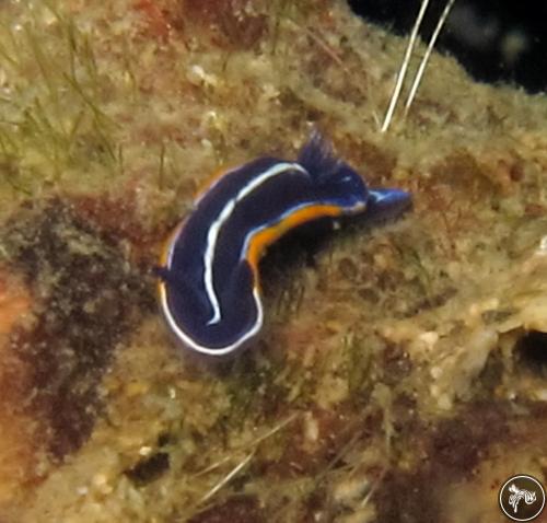 Hypselodoris gasconi from Italy