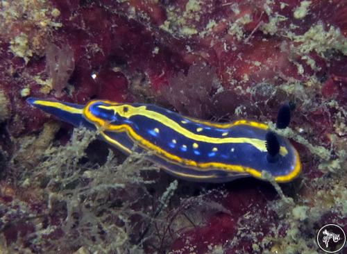 Hypselodoris midatlantica from Italy