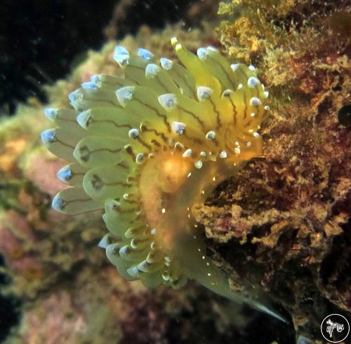 Antiopella cristata from Italy