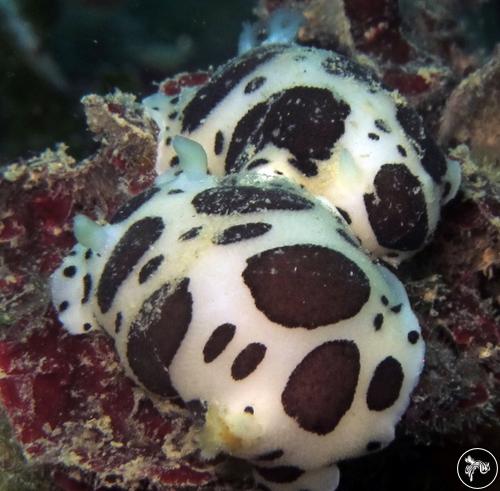 Peltodoris atromaculata from Italy