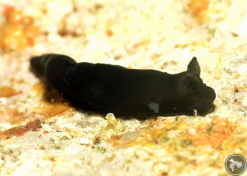 Gymnodoris nigricolor from Romblon, Philippines