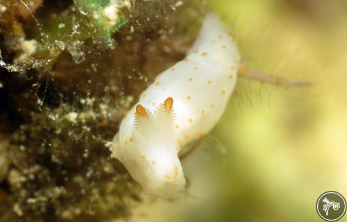 Gymnodoris alba from Romblon, Philippines