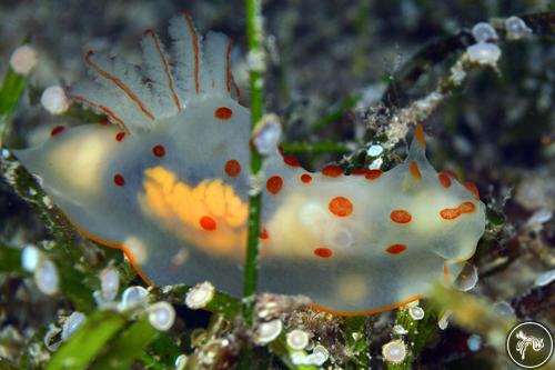 Gymnodoris ceylonica from Romblon, Philippines