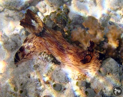 Jorunna rubescens from Cocos (Keeling) Islands