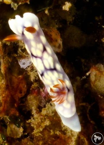 Goniobranchus conchyliatus from Mozambique