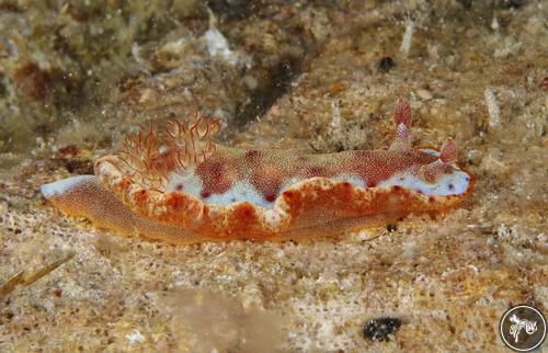 Hexabranchus lacer from Romblon, Philippines