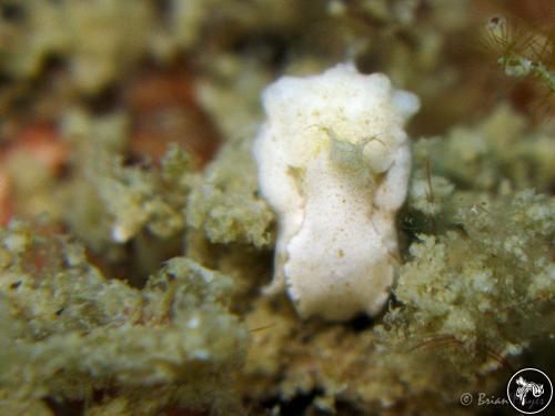 Aglaja sp. from Perhentian, Malaysia