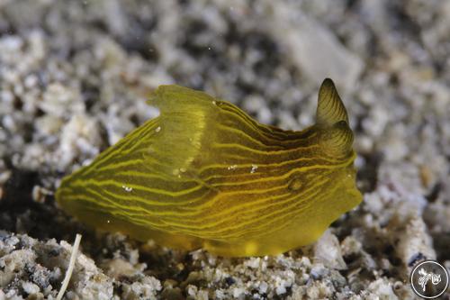 Gymnodoris sp. from Romblon, Philippines