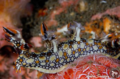 Bornella anguilla from Philippines