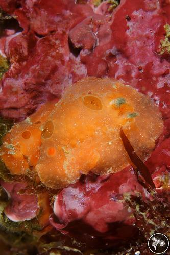 Aldisa smaragdina from Sesimbra, Portugal