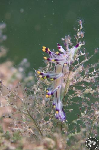 Coryphellina rubrolineata from Qatar