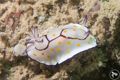 Goniobranchus annulatus from Qatar