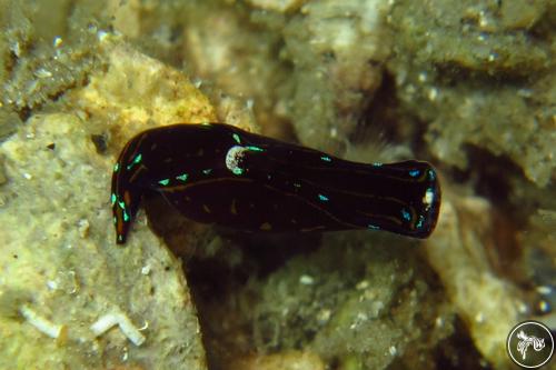 Chelidonura cubana from Florida, USA