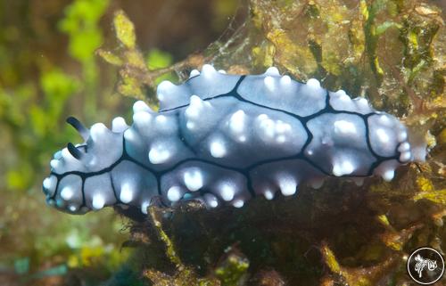 Phyllidiella cooraburrama from Micronesia